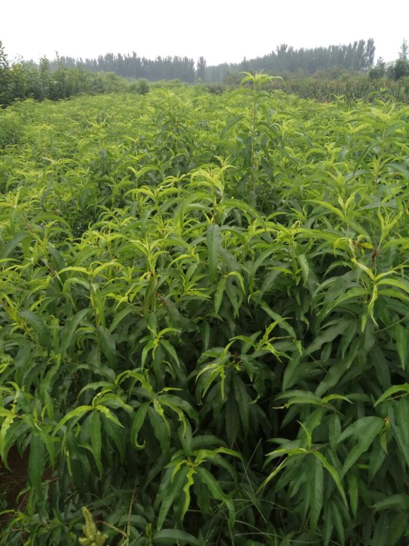 毛桃树苗80cm以上，规格全，大量现货，可实地考察订苗