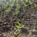 毛桃树苗80cm以上,规格全,大量现货,可实地考察订苗