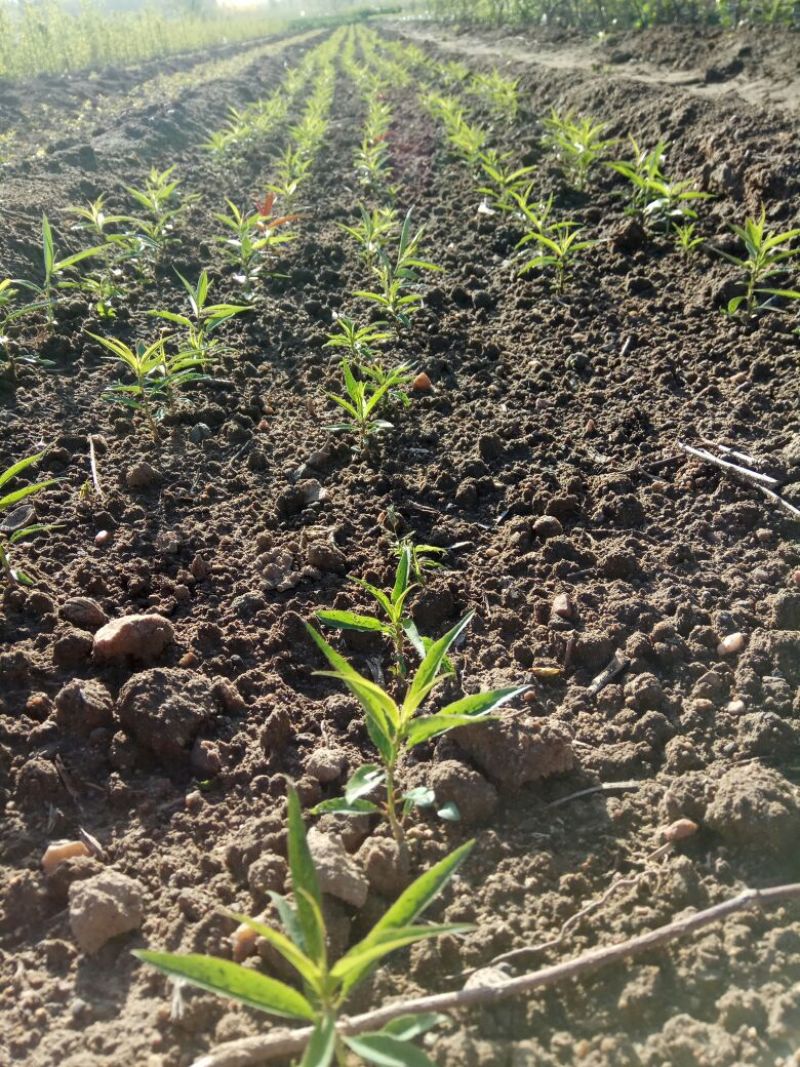 毛桃树苗80cm以上，规格全，大量现货，可实地考察订苗
