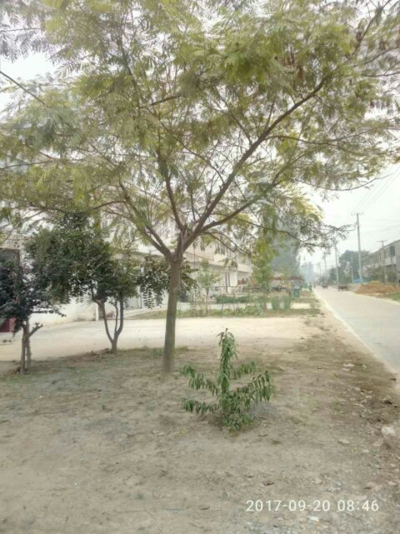 合欢树胸15
