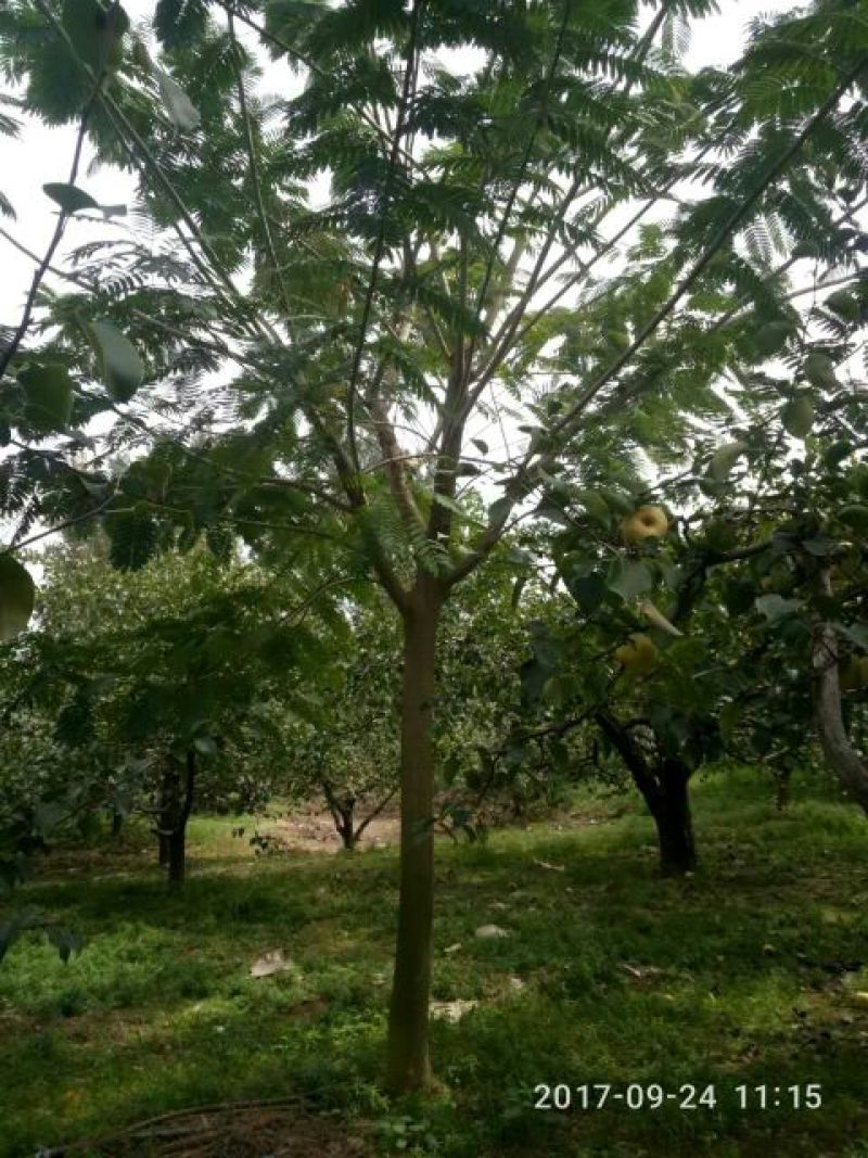 合欢树胸15