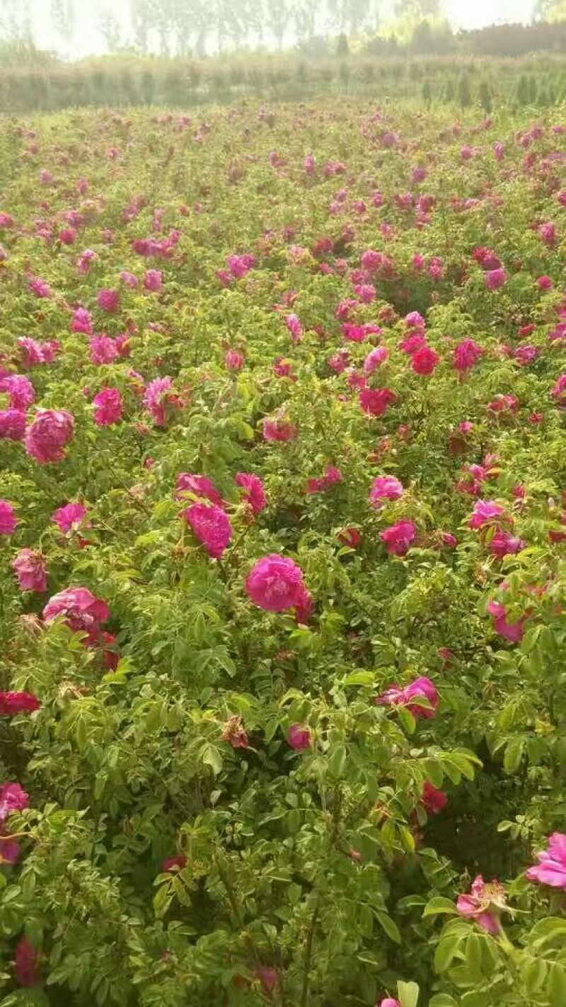 四季玫瑰，猥实，水荀子，醉鱼草，天目琼花