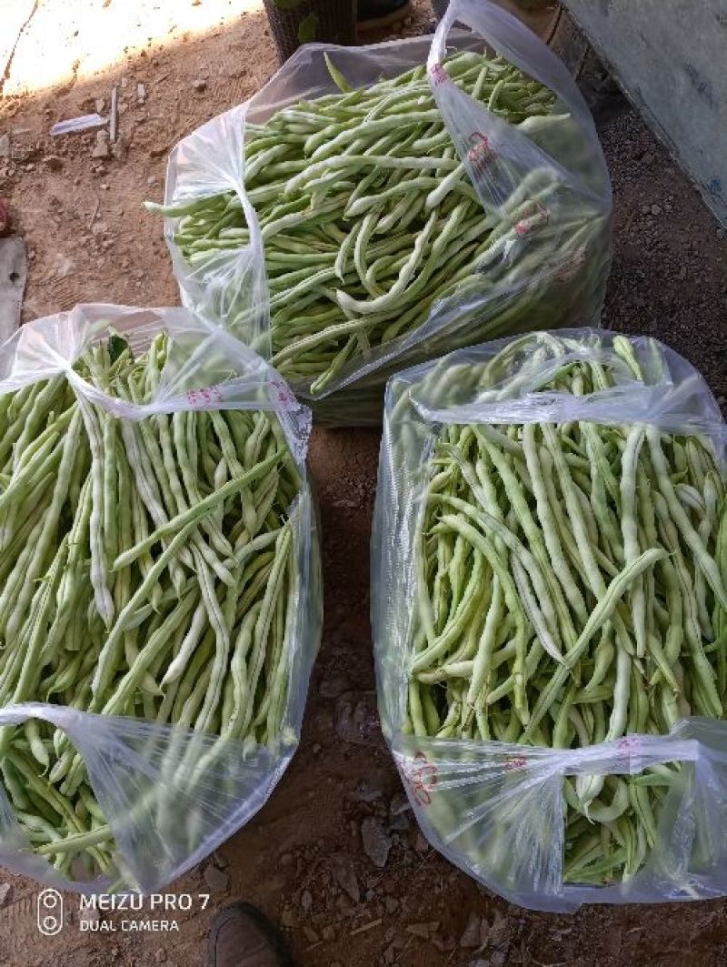 河北顺平白条豆角15厘米以上