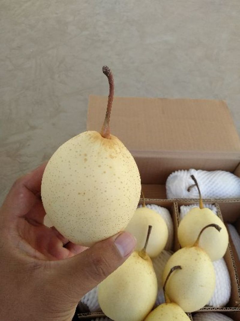 鸭梨纸箱250~300g