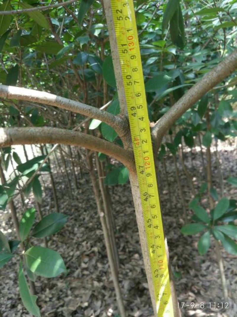 高杆红叶石楠2~4cm4cm以下0.5~1米