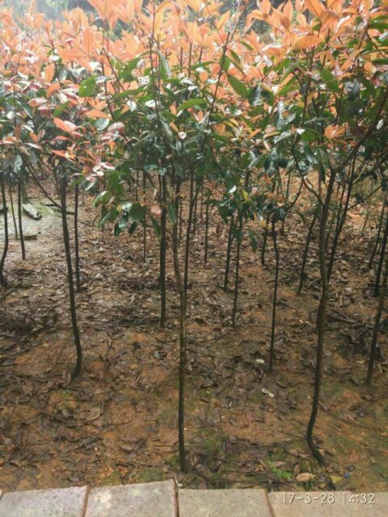 高杆红叶石楠2~4cm4cm以下0.5~1米