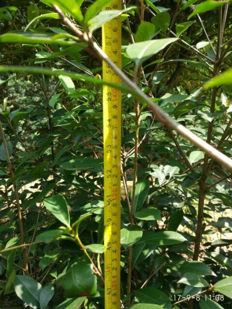 高杆红叶石楠2~4cm4cm以下0.5~1米