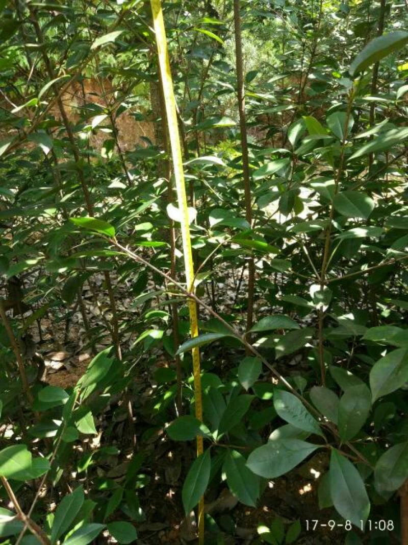 高杆红叶石楠2~4cm4cm以下0.5~1米