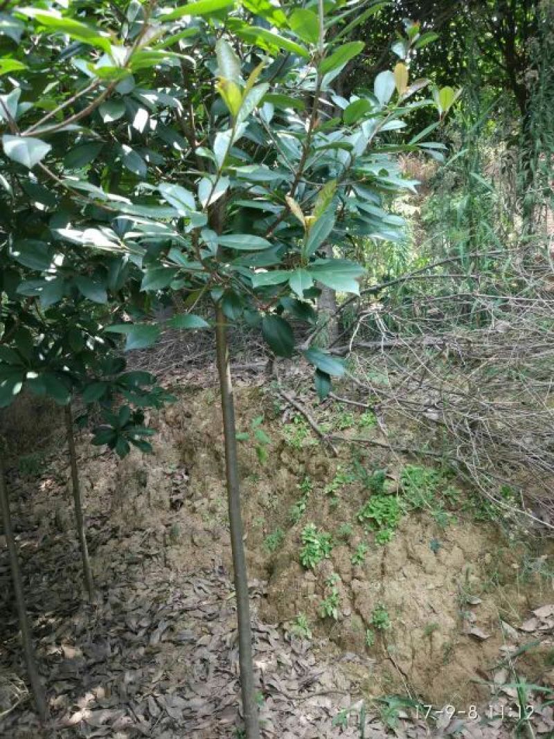 高杆红叶石楠2~4cm4cm以下0.5~1米