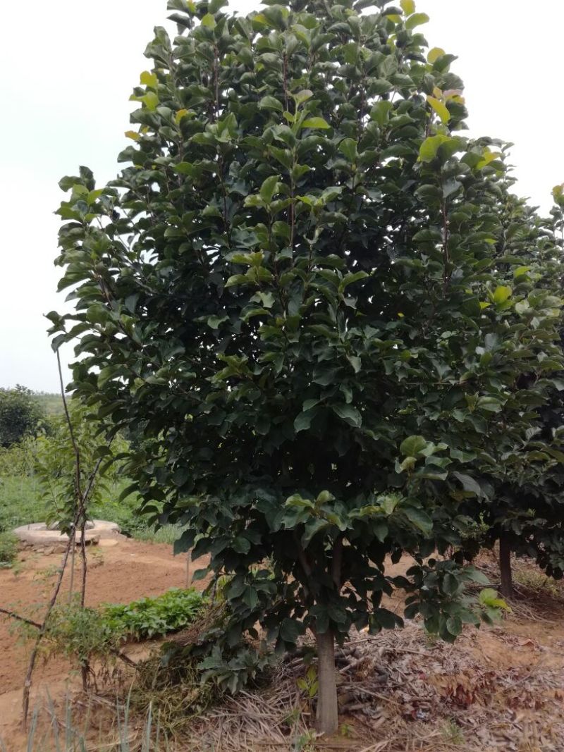 玉兰树8~10cm