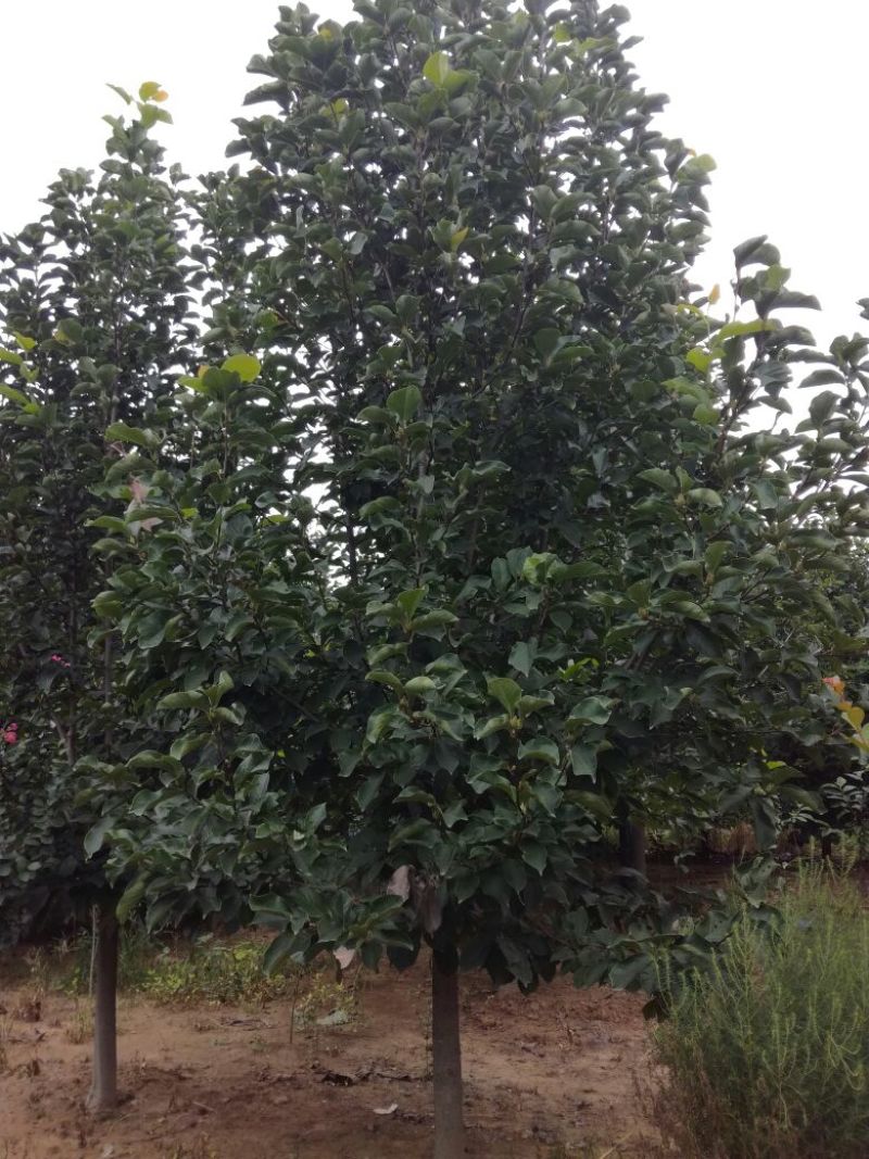 玉兰树8~10cm