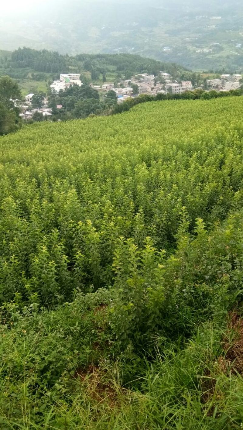 李子树苗蜂糖李苗