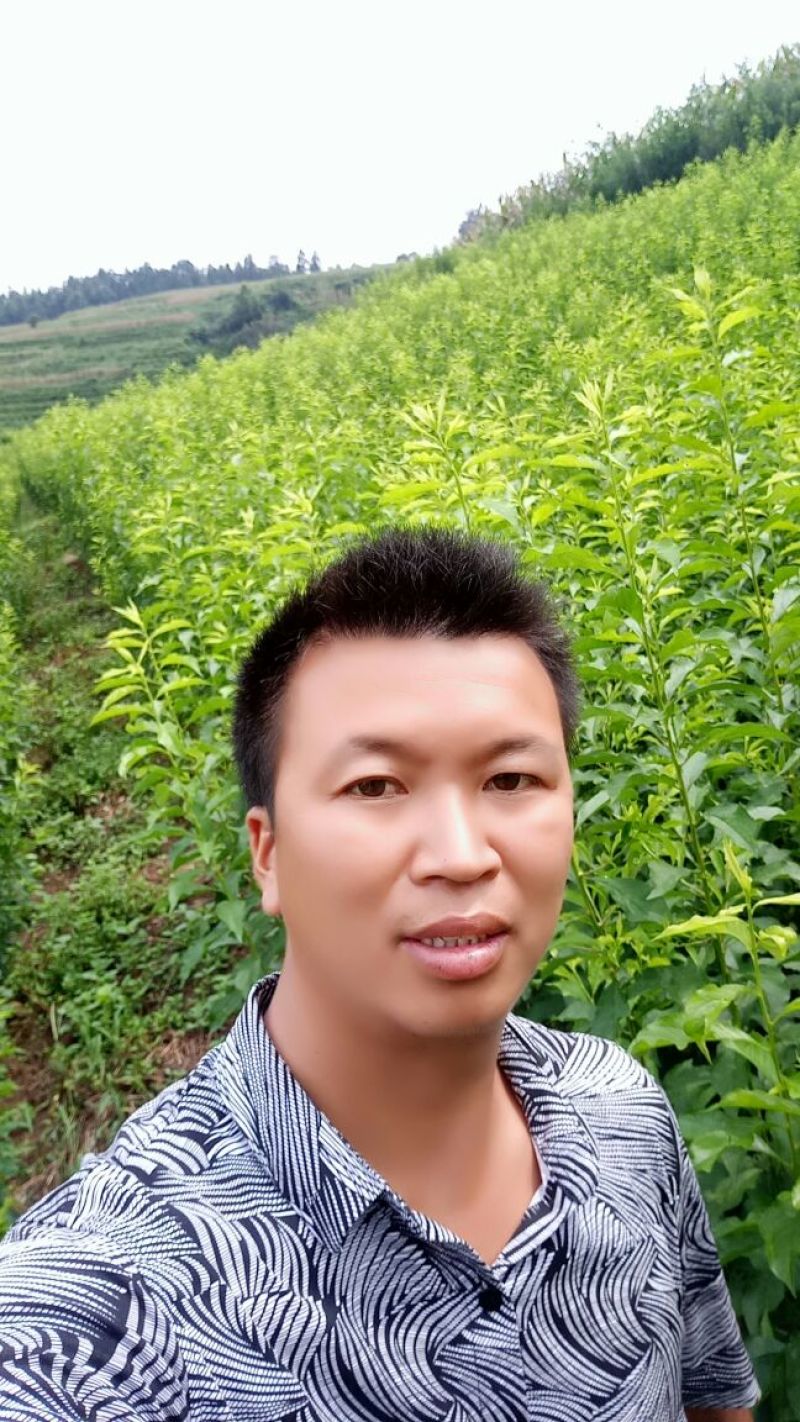 李子树苗蜂糖李苗