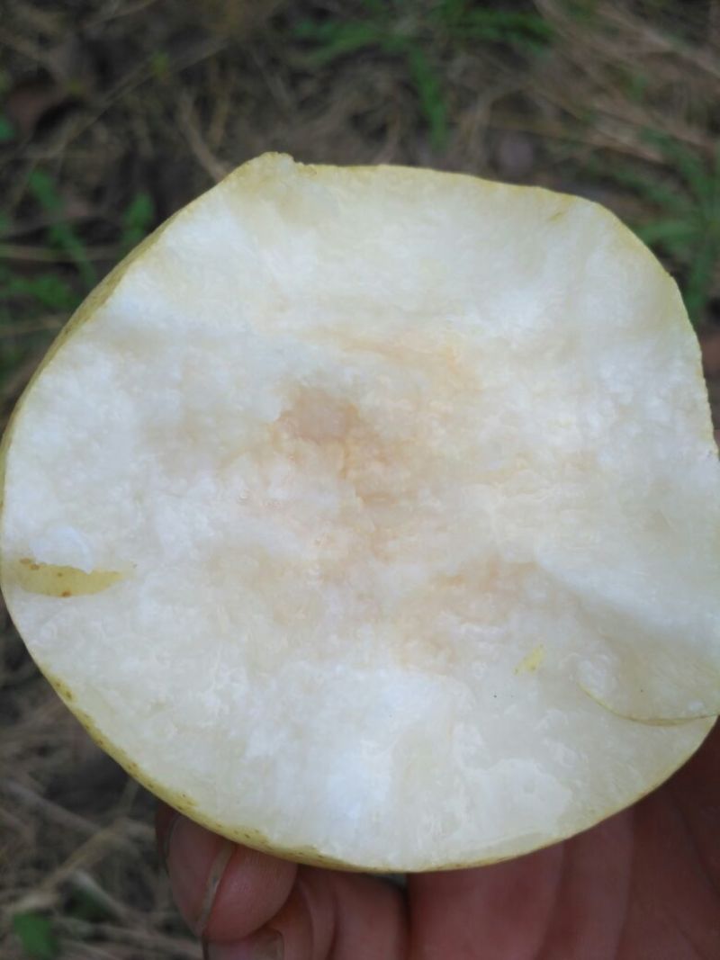 山西坡上酥梨基地，皮薄肉厚，无渣糖高