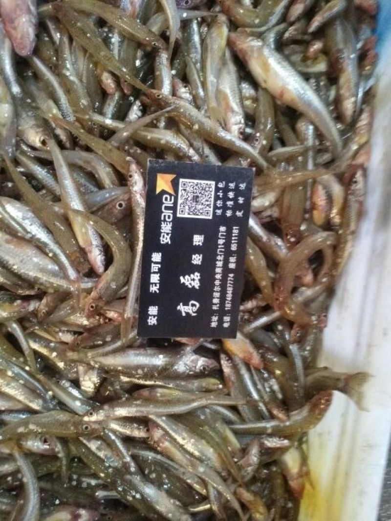 火焙鱼稻谷香味