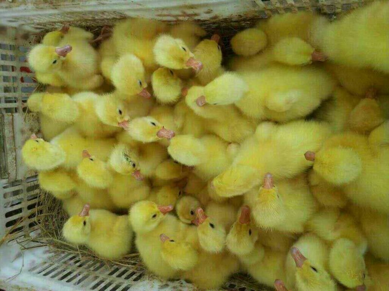 鹅苗250g以下