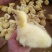 鹅苗250g以下