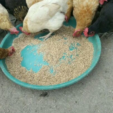土鸡蛋50g以下食用
