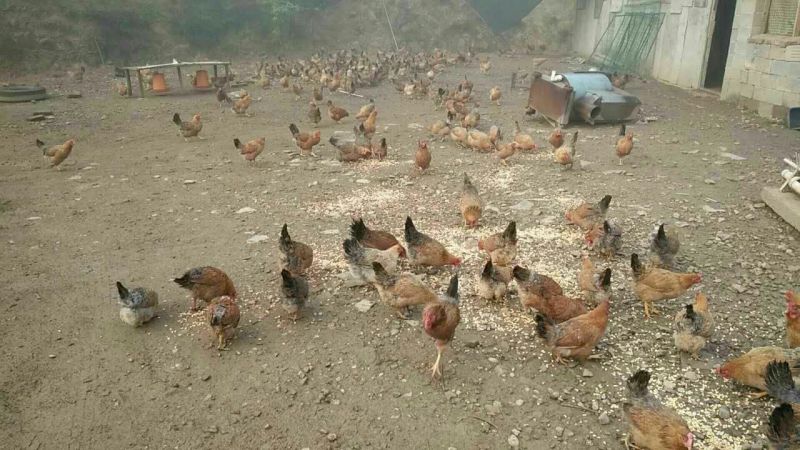 土鸡蛋50g以下食用