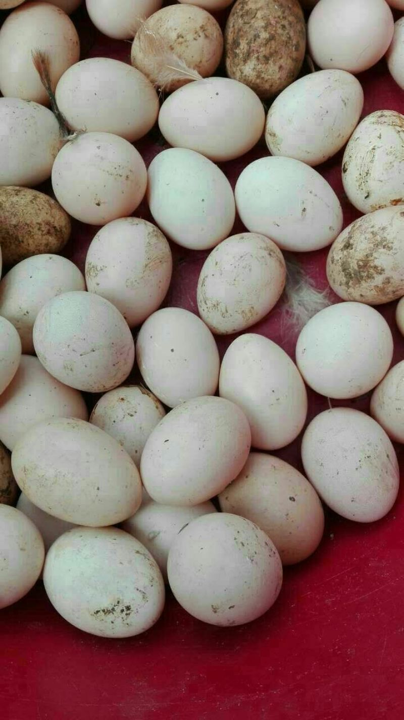 土鸡蛋50g以下食用