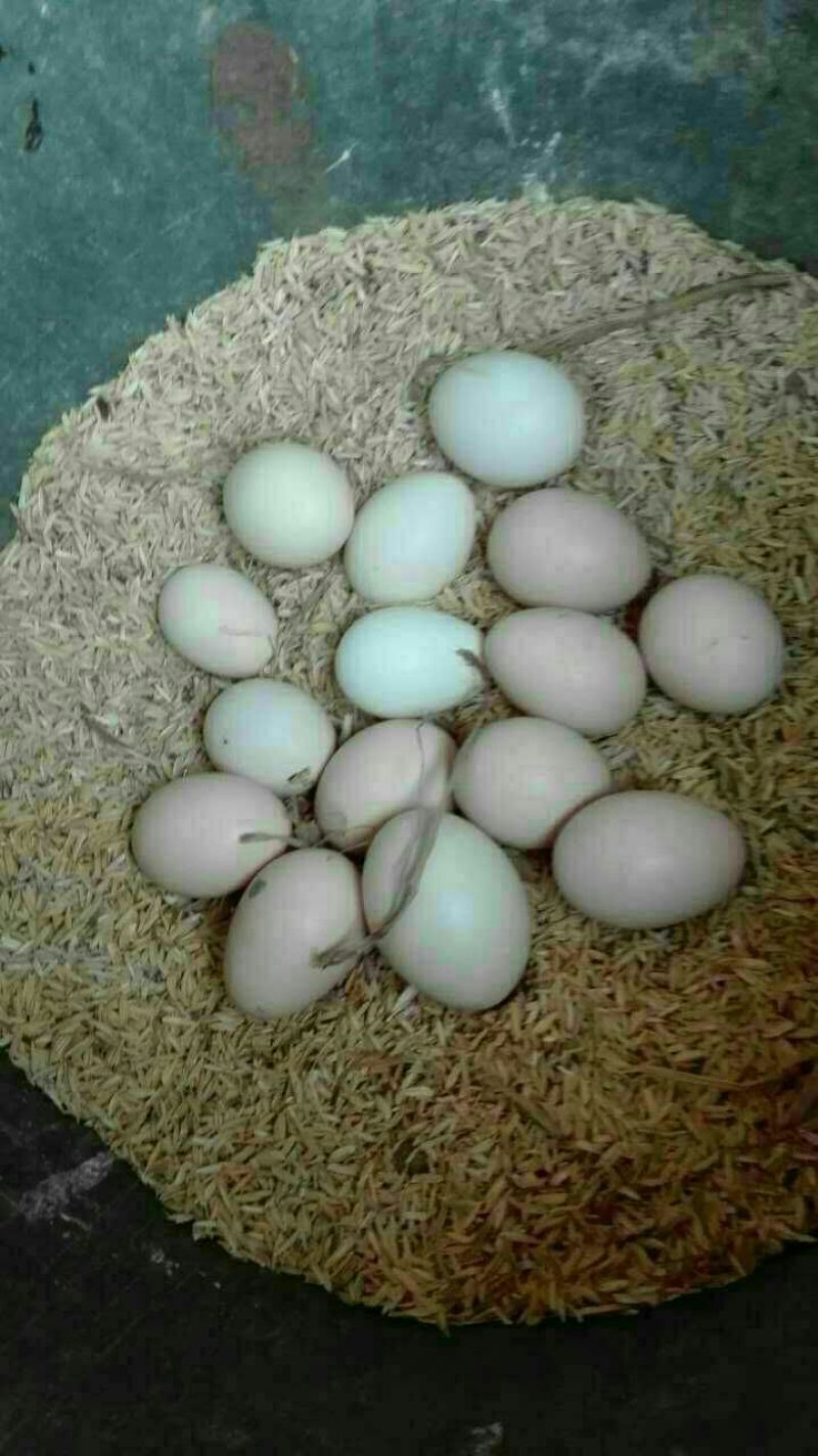 土鸡蛋50g以下食用