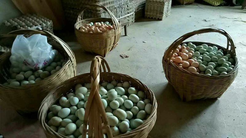 绿壳鸡蛋50g以下食用