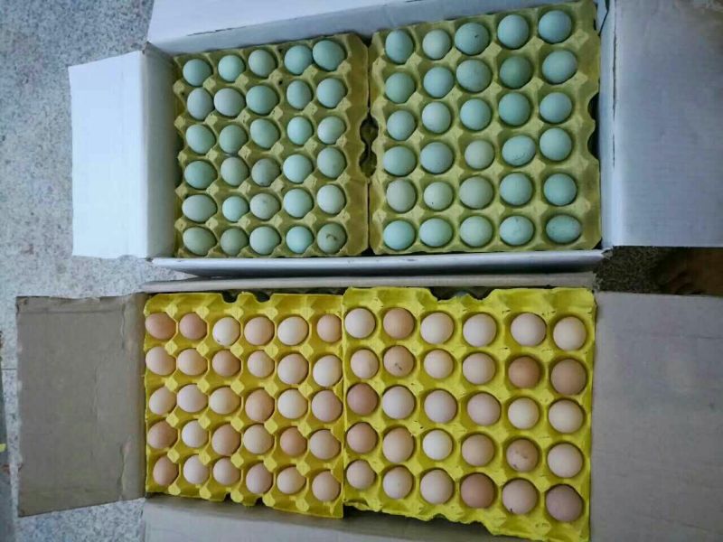 绿壳鸡蛋50g以下食用