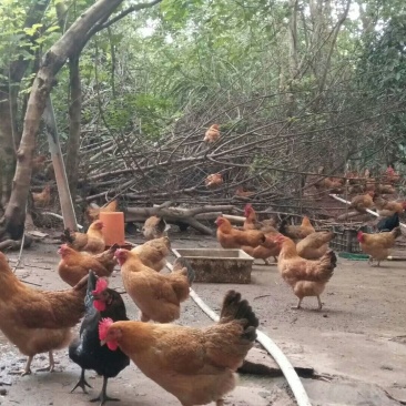绿壳鸡蛋50g以下食用