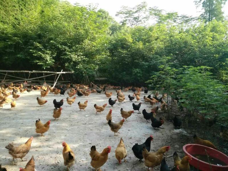 土鸡6月以下