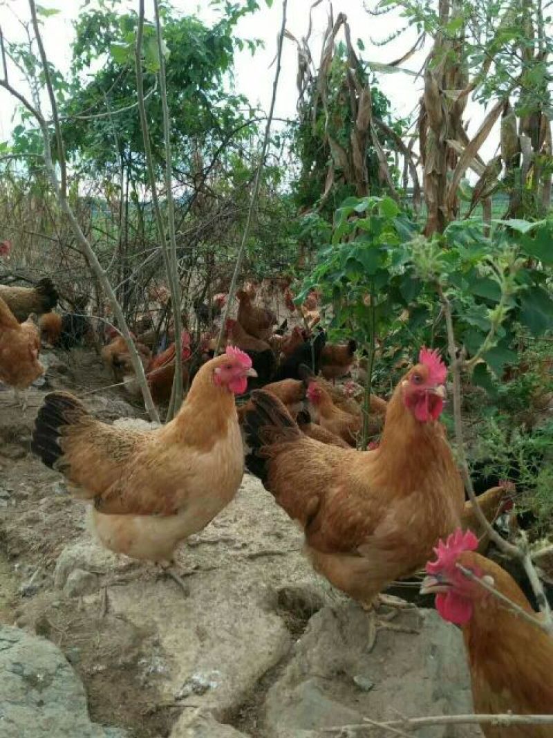 土鸡6月以下