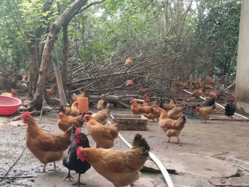 土鸡6月以下