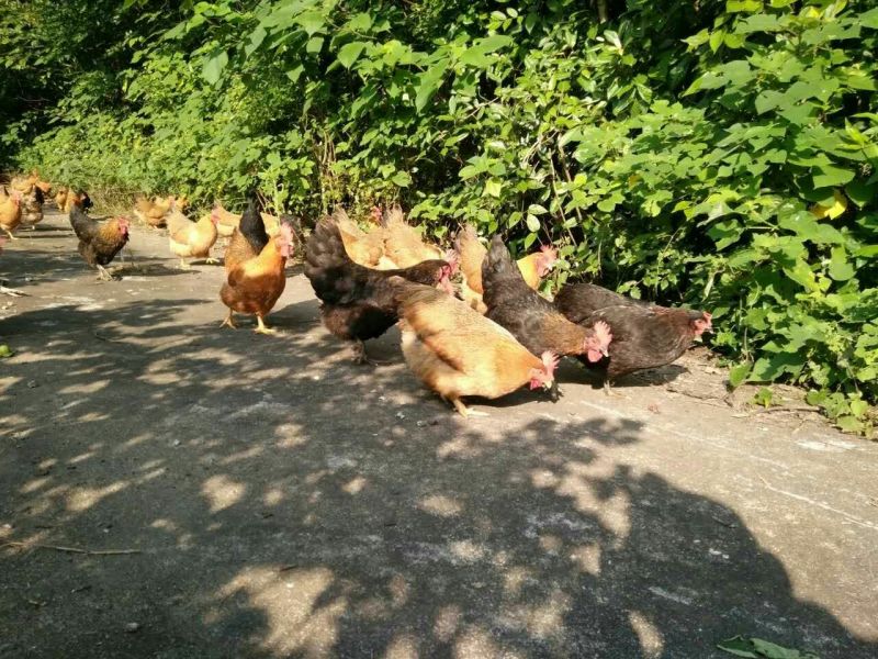 土鸡6月以下