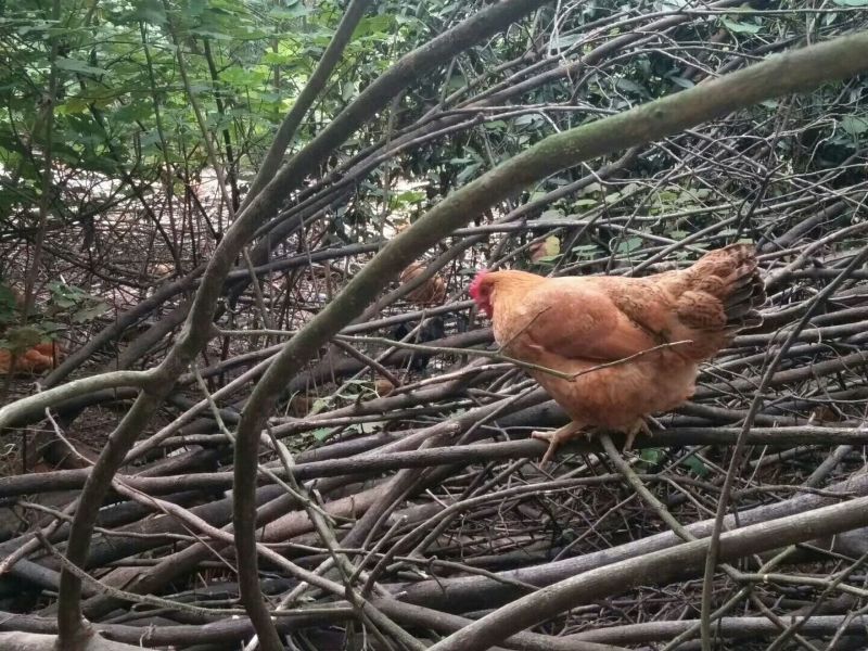 土鸡6月以下