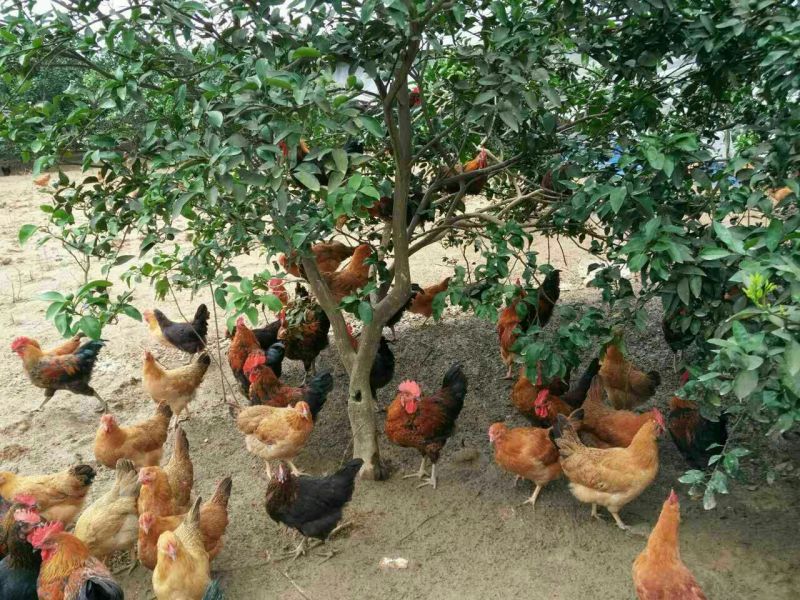 土鸡6月以下