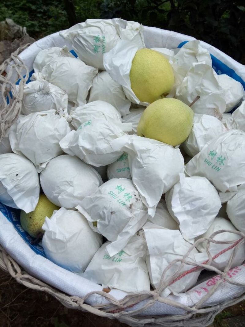 雅安市汉源县金花梨纸袋350~400g