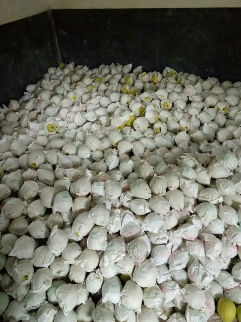 雅安市汉源县金花梨纸袋350~400g