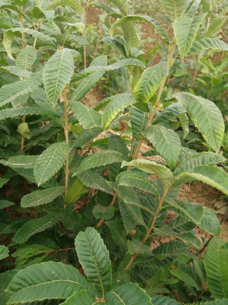 板栗苗大红袍，油光板栗苗一年苗二年苗保品种量大从优