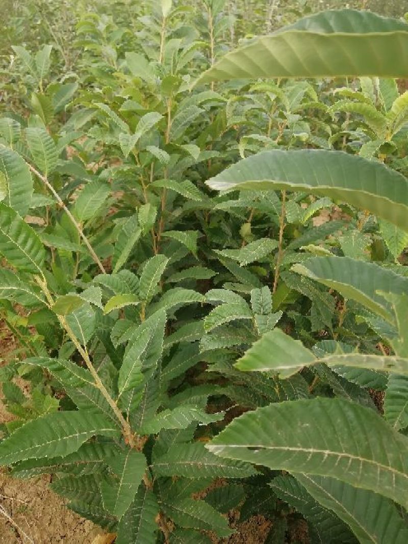 板栗苗大红袍，油光板栗苗一年苗二年苗保品种量大从优