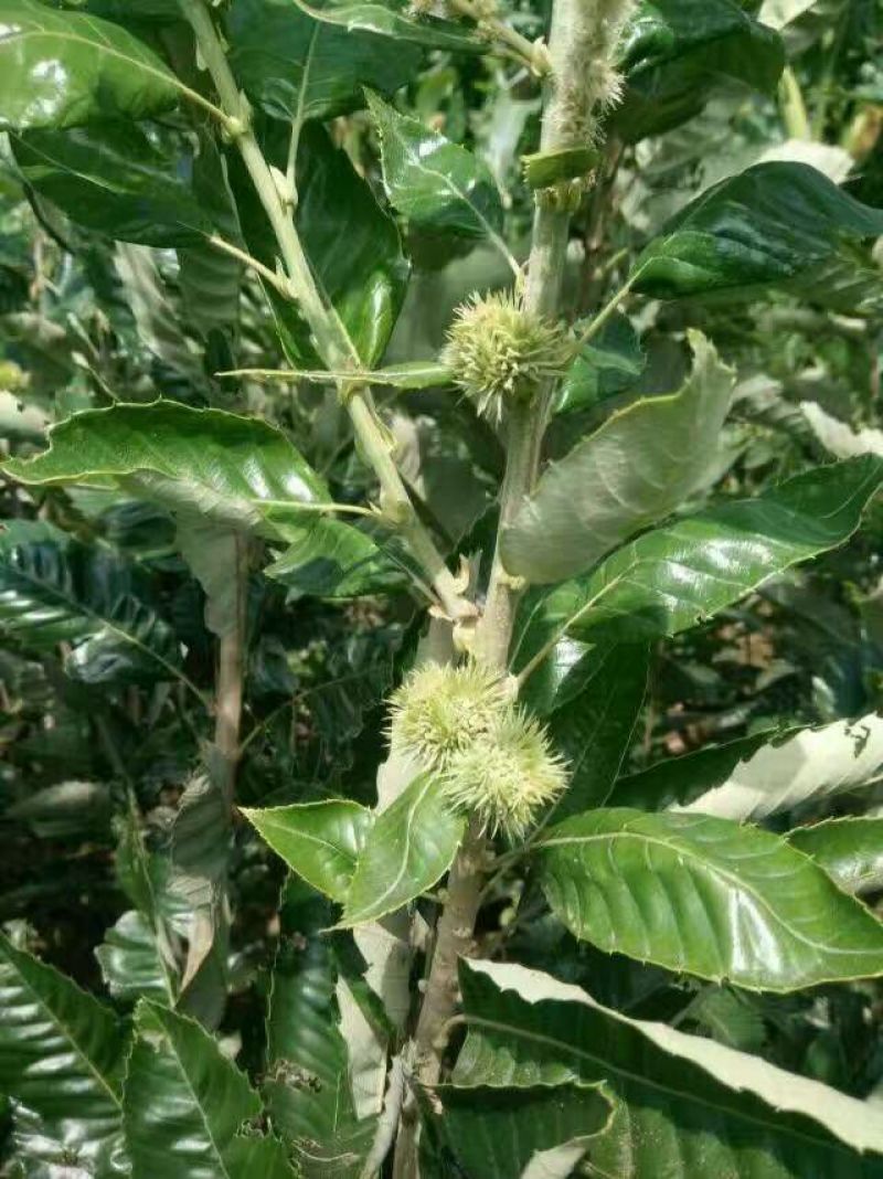 板栗苗大红袍，油光板栗苗一年苗二年苗保品种量大从优