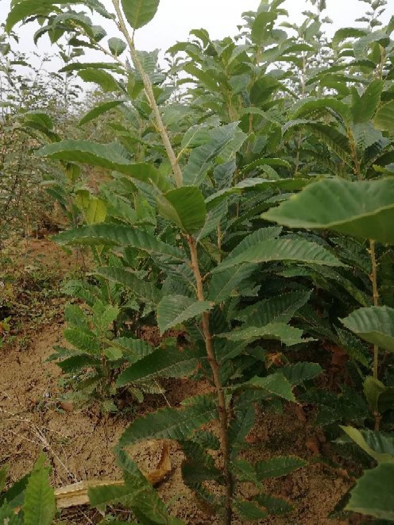 板栗苗大红袍，油光板栗苗一年苗二年苗保品种量大从优
