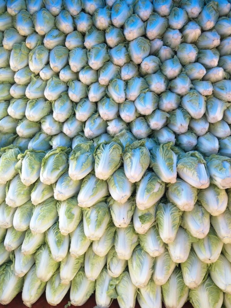 夏阳白菜，净菜2~3斤，，一手货源，产地直发