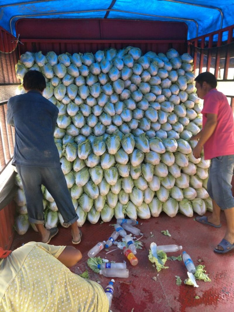 夏阳白菜，净菜2~3斤，，一手货源，产地直发