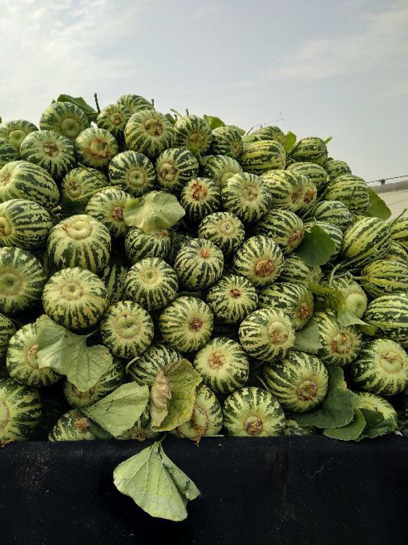 花蕾甜瓜通货1斤以上