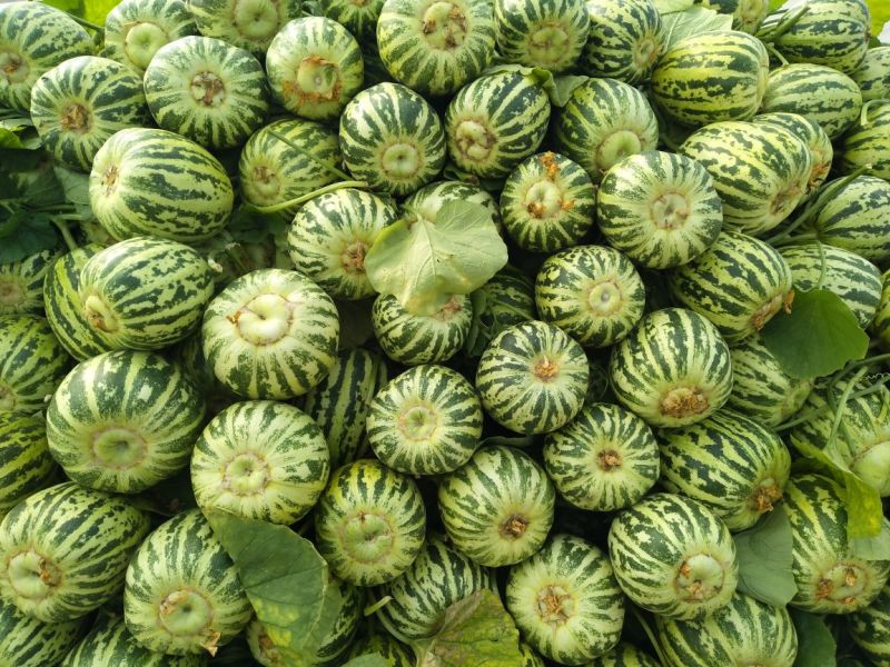 花蕾甜瓜通货1斤以上