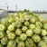 花蕾甜瓜通货1斤以上