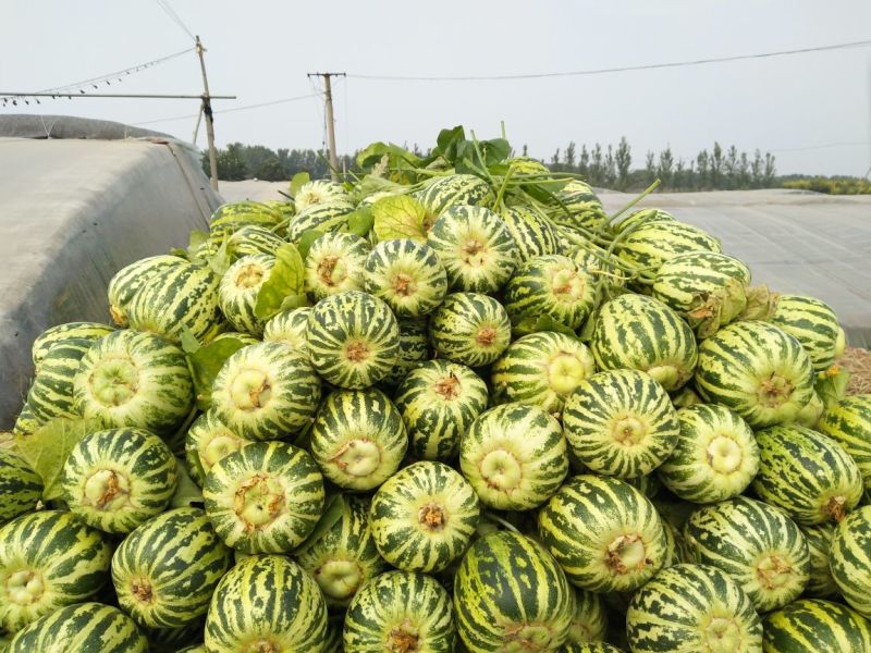 花蕾甜瓜通货1斤以上