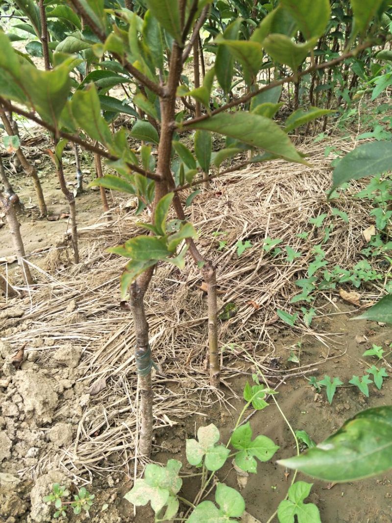 恐龙蛋蜥蜴蛋凌稷一号樱桃李李子苗品种简介