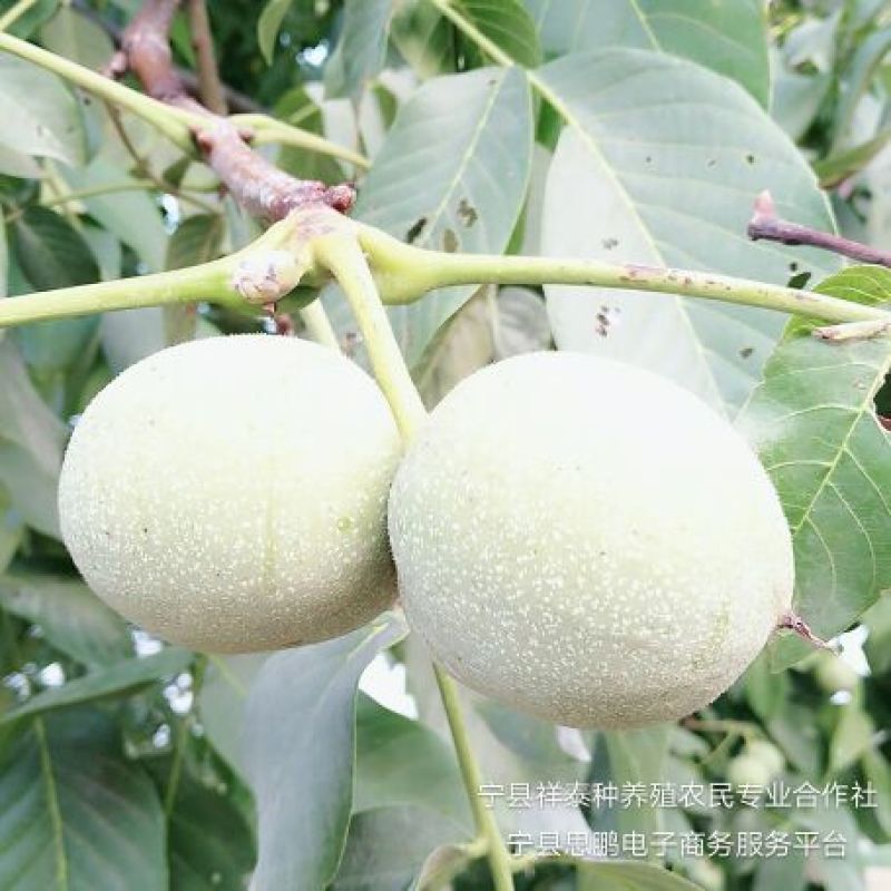 核桃去皮25mm以下干