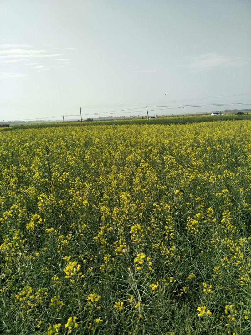 油菜籽