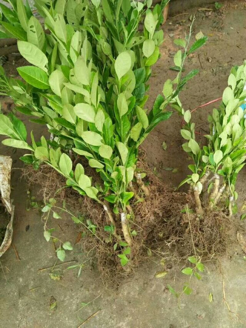 香水柠檬树苗北京柠檬，尤力克柠檬
